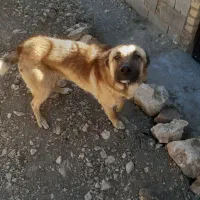 سگ نگهبان|سگ|کنگاور, |دیوار