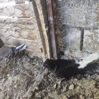 فروش تعدادی کبوتر دوونسته پرپر