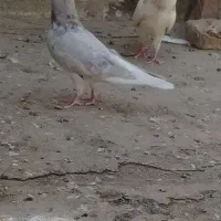 کبوتر گرفتنی