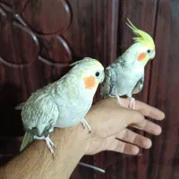 یک جفت عروس هلندی نر سخنگو ماده آماده