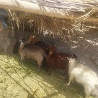 گوسفند بز