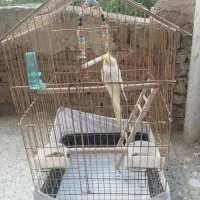 عروس هلندی