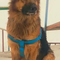 سگ ژرمن شیپر