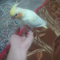 عروس هلندی