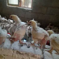 جوجه گوشتی ۲۵ روزه وزن بالای ۶۰۰گرم