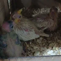 جوجه عروس