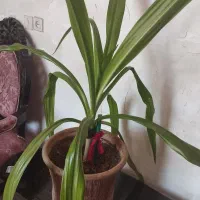 اشک ملکه