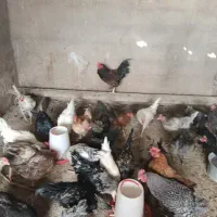 تعداد40عدد خروس سرحال نژادآیس بار