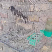 مرغ مینا