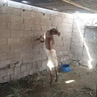 کهره نر|حیوانات مزرعه|برازجان, |دیوار