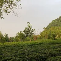 چای دستی بهاره ۱۴۰۵ لاهیجان