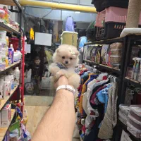 پامر کرم رنگ مینی