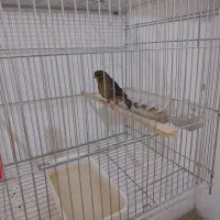 ماده‌ سوخته سرخ