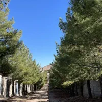 فروش-زمین-تپه-سبز