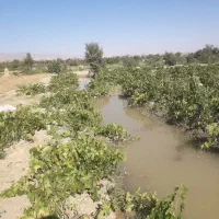 فروش باغ انگور با محصول در زیارت