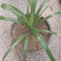 فروش گل گندمی