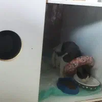 پانسیون پس از جراحی