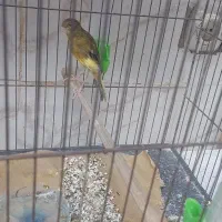 قناری ماده ابلغ سبز بلندو کشیده