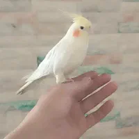 عروس هلندی1500000