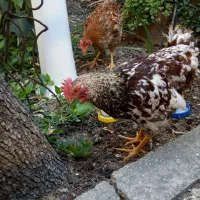 خروس (ارگانیک) شش ماهه