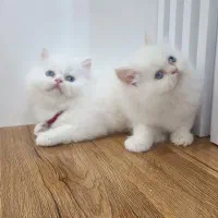 پرشین|گربه|گرگان, |دیوار