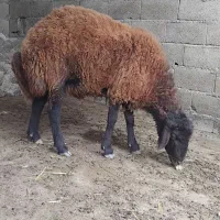 قوچ جوان دو ندان
