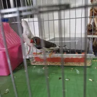 فنچ نر و ماده باهوش و زرنگ