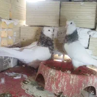 طوق سور