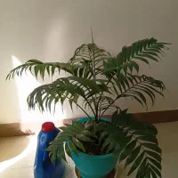 گل اریکا بزرگ