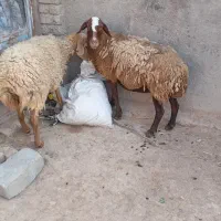 سلام وقت بخیر دوتا میش آبستن