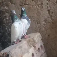 کبوتر|پرنده|تهران, فلسطین (میدان انقلاب)|دیوار