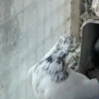 کبوتر ماده   کلدومبور قیچی حلقه به پاداره