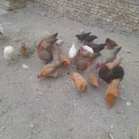 مرغ تخم گذار