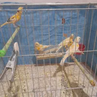 جوجه قناری رنگ روشن