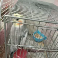 عروس هلندی
