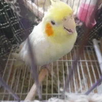 عروس هلندی ماده...