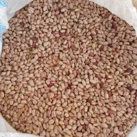 لوبیا چیتی