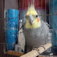 عروس هلندی