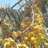 از تولیدبه فروش نهال های سنجداعلا گلدانی کاشت الان