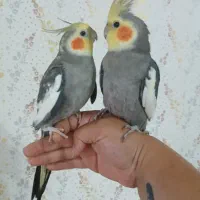 عروس هلندی