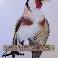 سهره ماده درجه یک جوجه قفس