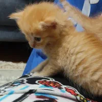 بچه گربه
