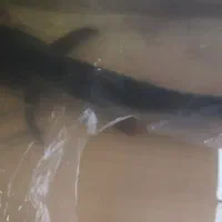 پنگوسی مفت مفت