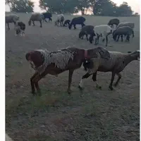 بره قوچ|حیوانات مزرعه|شیراز, سلطان آباد|دیوار