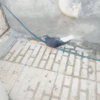 زاغ دمسفید ماده