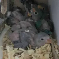 جوجه سرلاکی کوتوله برزیلی