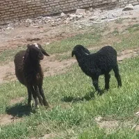 بره شیر مست