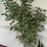 گل بنجامین