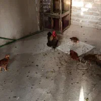 مرغ خروس نیمچه