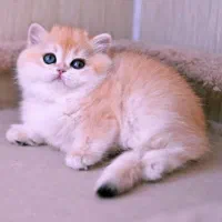 گربه های ژورنالی